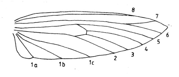 Venation hindwing of an Ypsolopha nemorella (Ypsolophidae).